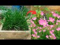 How to grow rain lilies | Grow rain lilies at home | Rain Lily lagane ka sahi tarika