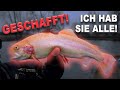 Brutale Bedingungen und klasse FISCHE | Forellenangeln EXTREM 😱