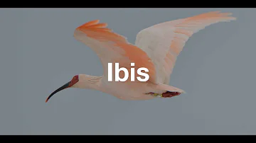 How China Saved the Asian Crested Ibis | Kyle Obermann