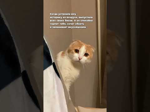 Когда он НЕ СБЕЖАЛ после твоей первой истерики #shorts #юмор #мем #кот #отношения #ссора #пара