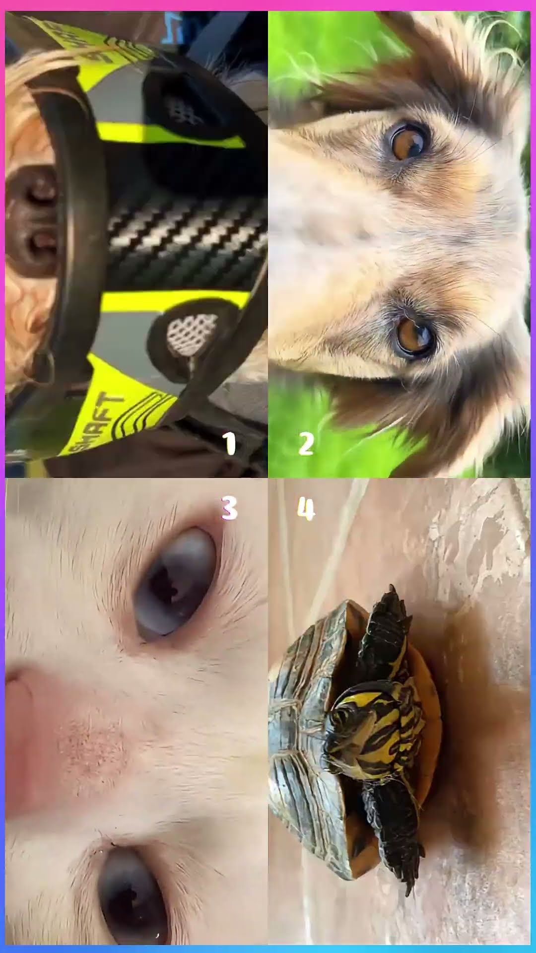 Laa Laa Laa #shorts #tiktok #viral #dance #cute #funny #pets #cats #dogs