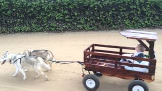 Huskies pulling baby in wagon.