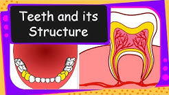 Science - Different teeth, their  functions and structure - English 