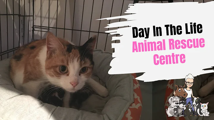 Episode 50: A Day in the Life of an Animal Rescue Centre