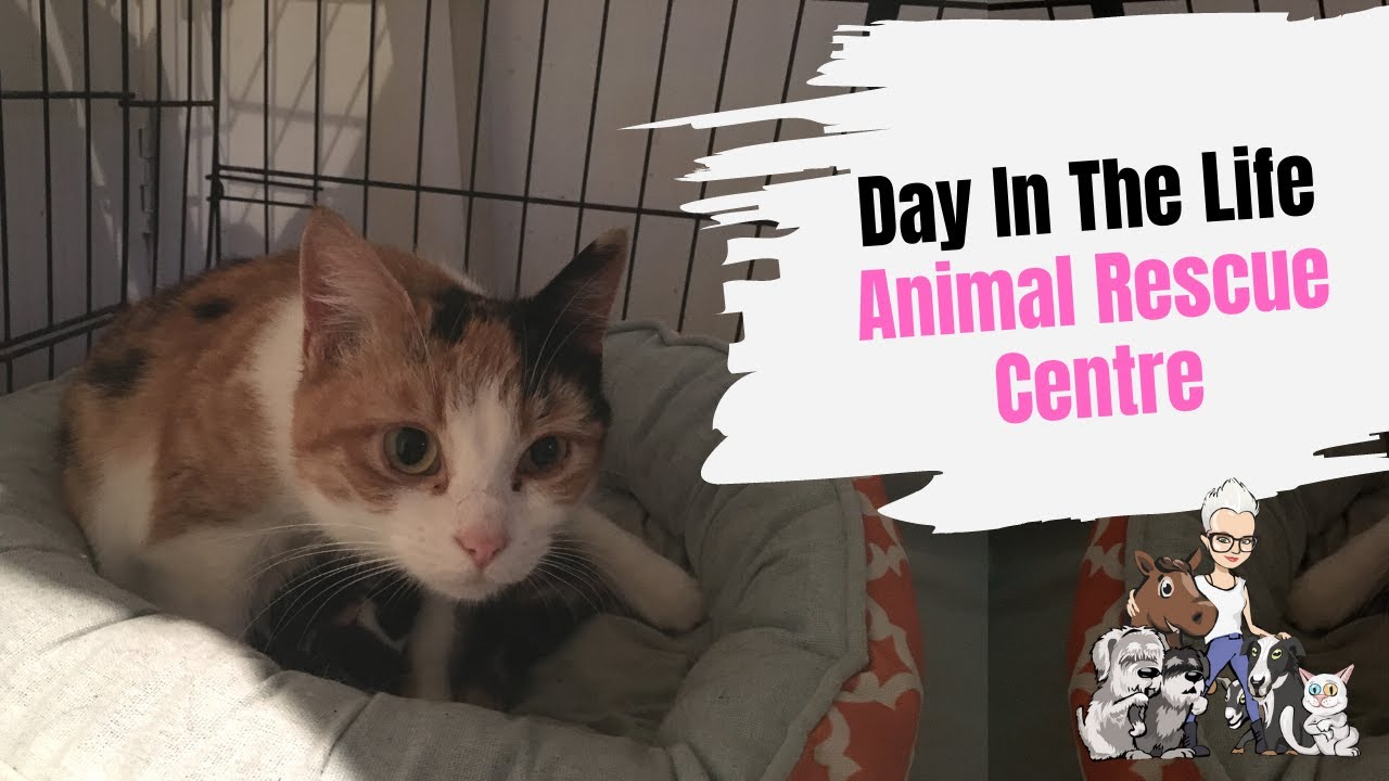 Episode 50: A Day in the Life of an Animal Rescue Centre