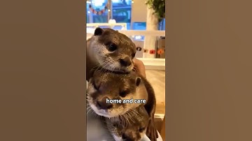 😊❤️Three Otters Broke Into Our Home! 🦦😲#animals #pets #lovestory #cute #otter