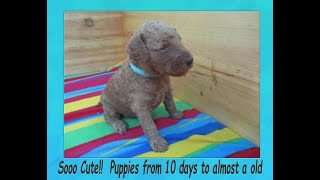 Red standard poodle puppies grow from 10 days to almost a week.  So cute!! by Debra Pohl 1,228 views 4 years ago 7 minutes, 18 seconds