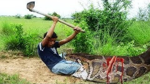 Work 100% The First DIY Snake Trap Using PVC Pipe By Brave Man