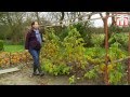 How to grow raspberries with Thompson and Morgan. Part 2: Pruning raspberry canes.