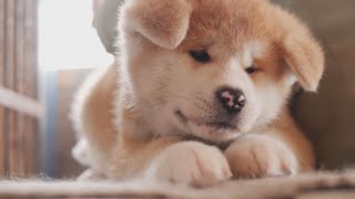 じいちゃんの秋田犬　雪国で暮らすじいちゃんと秋田犬の幸せな日々