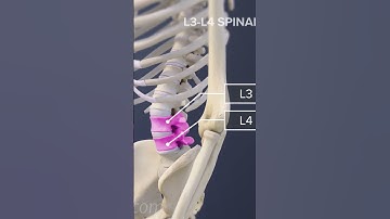 L3-L4 Spinal Motion Segment