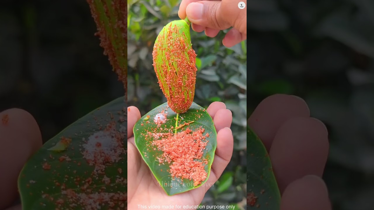 வித்தியாசமான பழங்கள் 🍑🥑  #podcast #facts #naturesvoice #voicefirst #fruit #amazingfacts