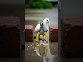 Create amazing bird trap // Pigeon trap easy Catch birds fast #birdtrap #pigeon #DIY