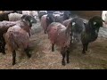 Кошара | Содержание племенных овец, породы: Эдильбай.