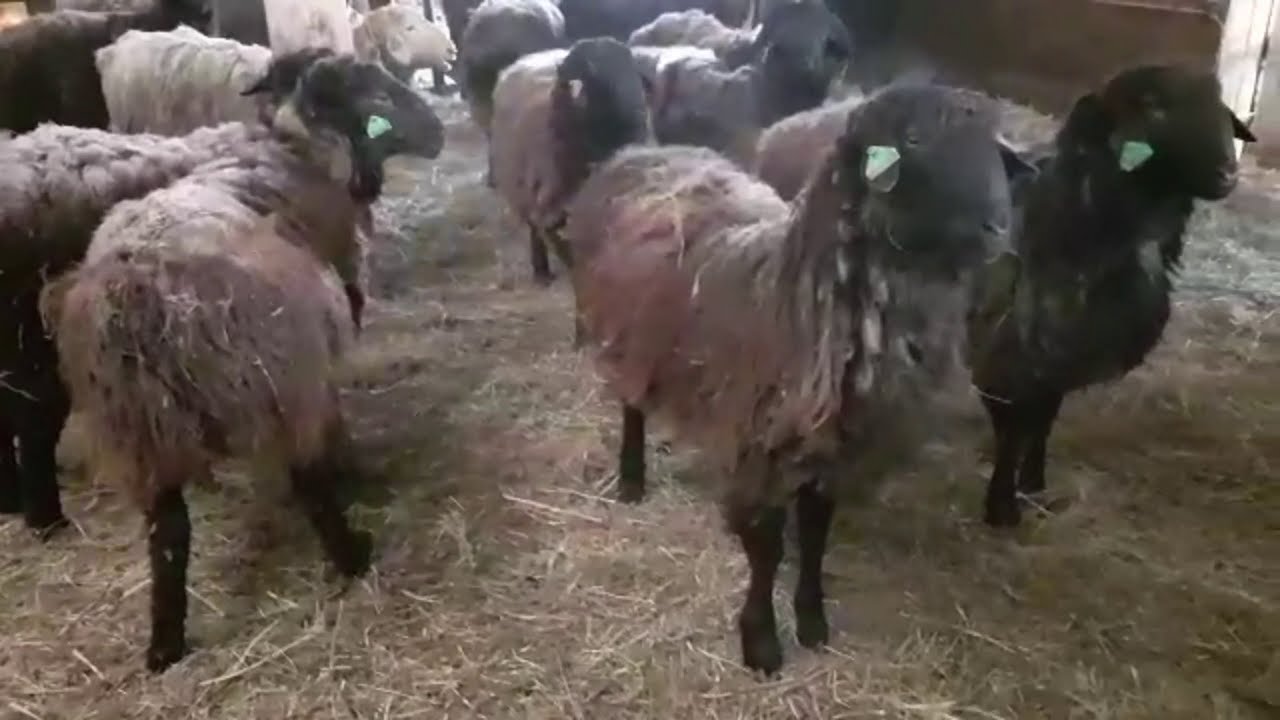 Кошара | Содержание племенных овец, породы: Эдильбай.