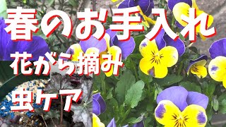 春のお手入れ ビオラ花がら摘み ヒューケラ虫ケア Youtube