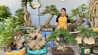 Cây cảnh Thúy An 0939.700449 chào bán 17/10 lô bonsai Mới Đẹp đa dạng hoa trái đủ loại