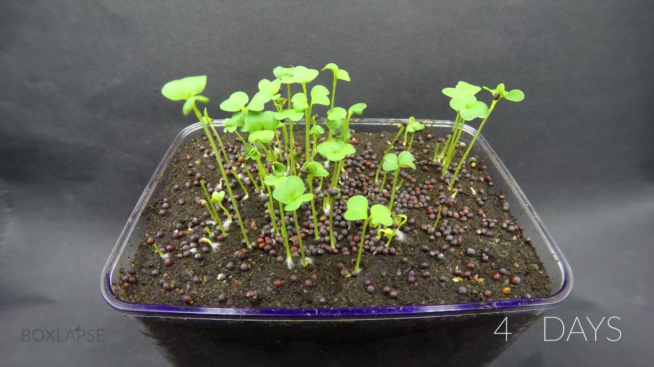 Growing Broccoli Sprouts Time Lapse