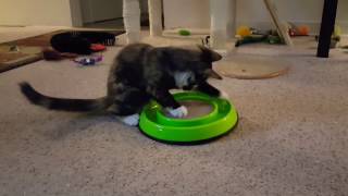 Kitties' New Toy by Roger Clark 32 views 7 years ago 1 minute, 32 seconds