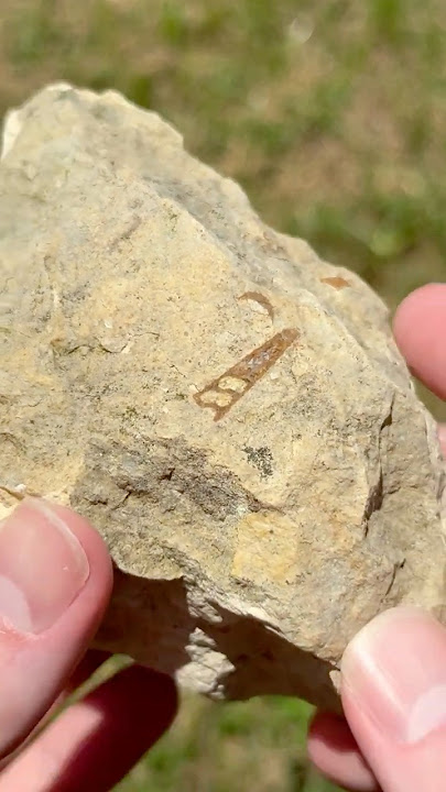 100  Million Year Old Gastropod, Found in Limestone!!! #shorts #rockhounding #fossils