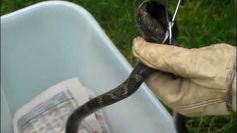 Black Snake Tangled in Bird Netting
