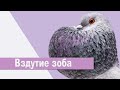 Вздутие зоба у голубей