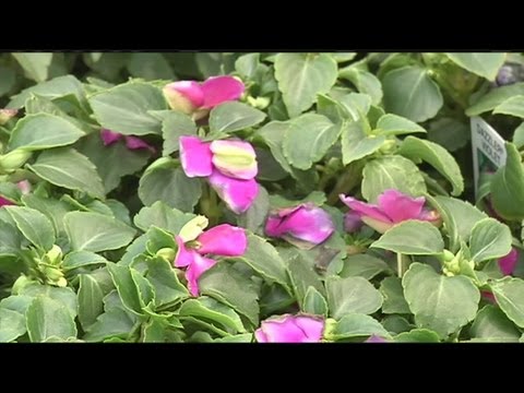 Video: Information About Impatiens Fungus - Plant Alternatives For Impatiens Downy Moldew