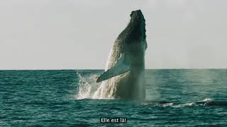 Comté De Monterey, Californie De Lobservation De Baleines Au Old Fishermans Wharf