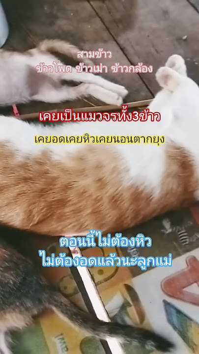 #cat #อดีตแมวจร #แมวจรก็มีหัวใจ #แมวน่ารัก #แมว