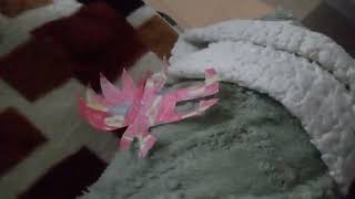 Darkspine shadic vs hyper cyper nazo finale