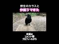 おしゃべりが可愛すぎる野生のカラスと仲直り #crow #カラス