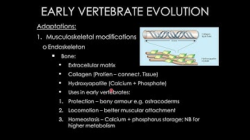 ZOO102 L5 2019 08 01 Uni  Mpu  Animal Diversity Vertebrata
