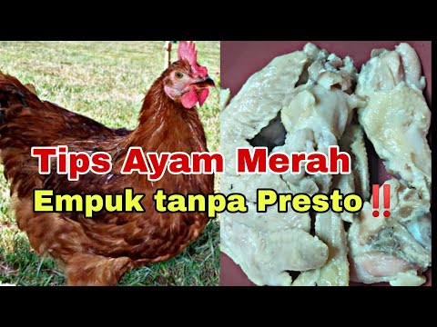 Cara Merebus Ayam Merah Biar Cepat Empuk