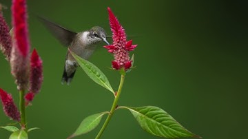 Ruby throated Hummingbird @8k & 4k 120fps