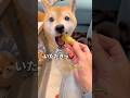 おいもー🐶❤️#柴犬 #チワワ #shorts