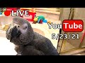 🔴🐦Einstein Parrot LIVE! 5/23/21