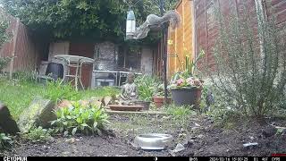 Squirrel - 16th March 2024 by Wild Animals in a Wild Garden 28 views 3 weeks ago 5 minutes, 17 seconds