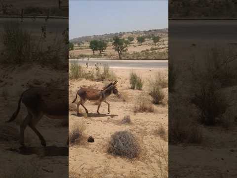 حمار صغير يركض في الغابة مع أمه حمیر حمار الحمار Animaltru2 Wildlife Shorts Animaltru