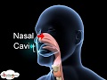 Biology - 3D animation - Human Respiratory System Overview - English