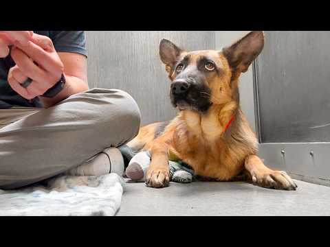 Watch the moment I figure out this German Shepherds name at the shelter ?