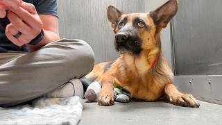 Watch the moment I figure out this German Shepherds name at the shelter