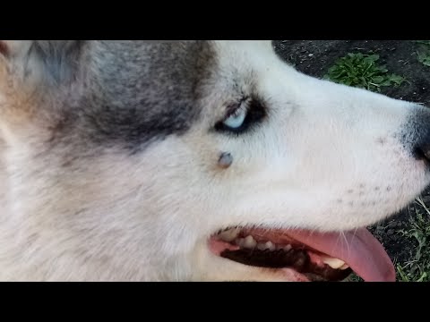 Кліщ у хаскі. Сезон кліщів розпочато. Що робити коли в собаки Кліщ?