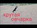 помесь ВЕО и Немецкой овчарки, один год