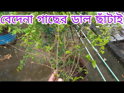 ভিডিও: বাগানে শরৎ ছাঁটাই