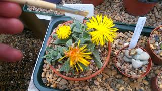 Fucaria, Titanopsis & Lithops in flower + pollinating