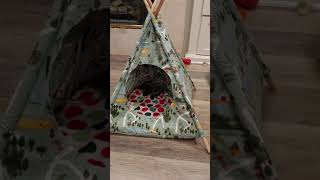 The Scary Pup Tent