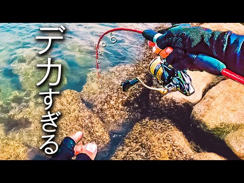 ここに居た！特大カサゴが釣れた穴