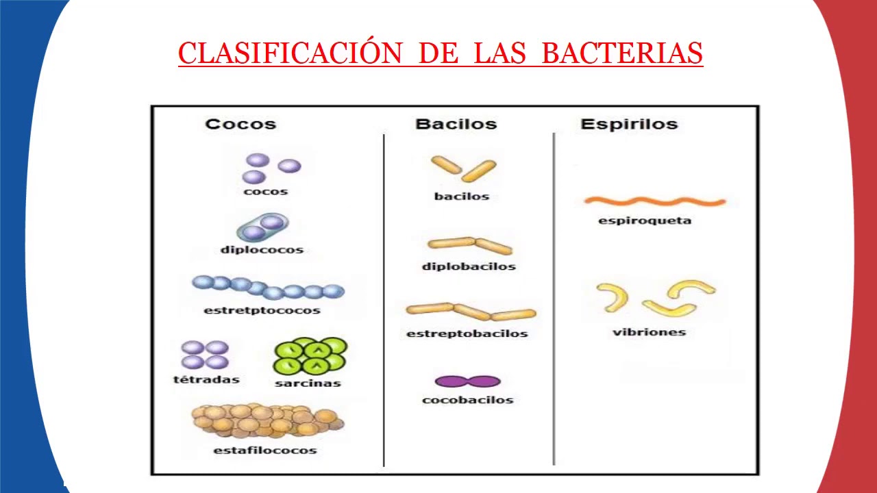 Clasificación de las Bacterias _ 4to grado YouTube