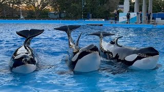 Orca Interim Presentation - Jan 20, 2024 - SeaWorld Orlando by Tilikum16 919 views 2 months ago 8 minutes, 3 seconds