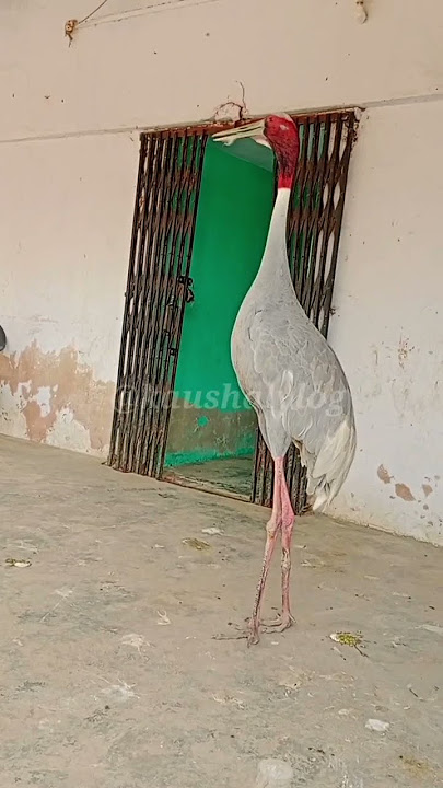 सारस पक्षी की आवाज || Saras bird sound || saras Arif ki dosti || crane bird sound #shorts